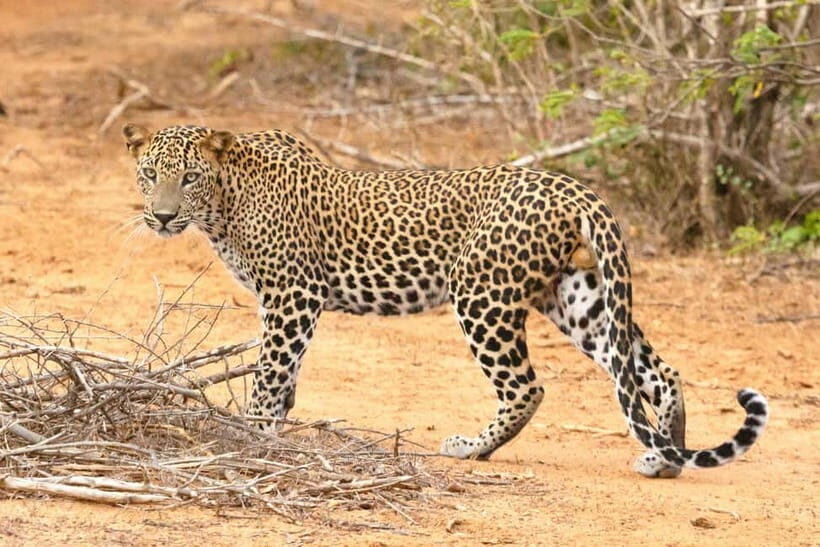 Jaipur: Jhalana leopard safari tour with hotel pickup & drop - The key risk: no leopard guarantee and no refund if you miss