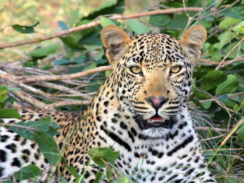 Jaipur: Jhalana leopard safari tour with hotel pickup & drop - Jhalana Leopard Reserve Near Jaipur Airport: Why this safari is worth your time