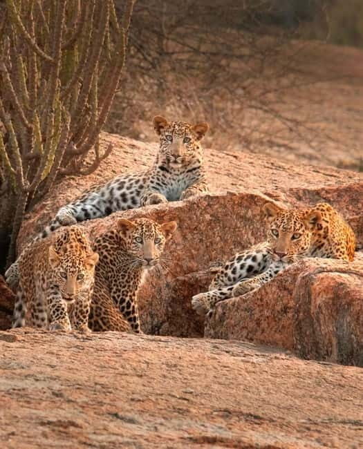 Jaipur: Jhalana leopard safari tour with hotel pickup & drop - Entering the reserve: the jeep drive that changes your perspective fast
