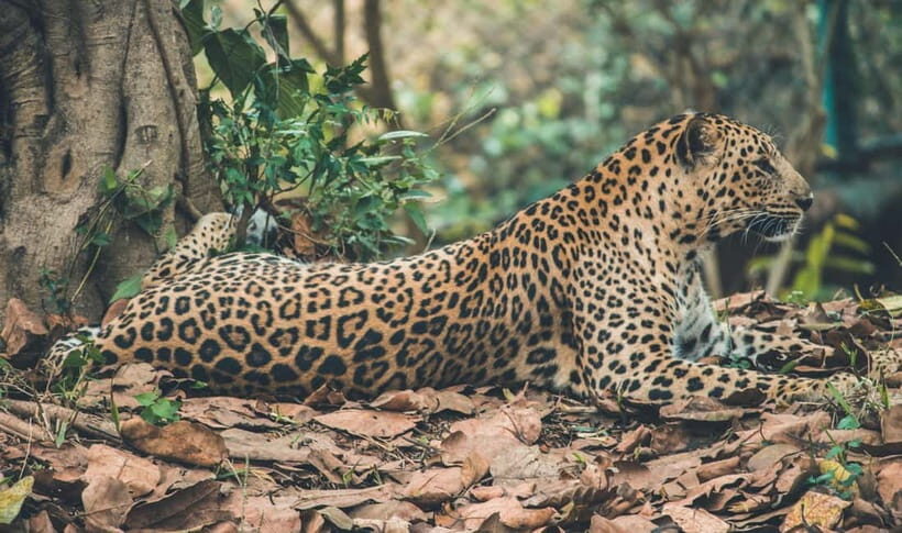 Jaipur: Jhalana leopard safari tour with hotel pickup & drop - What you’re actually searching for: leopards, panthers, spotted deer, and more