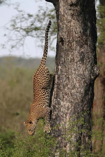 Jaipur: Jhalana leopard safari tour with hotel pickup & drop - The “3 to 4 hour safari” reality: planning around animal timing