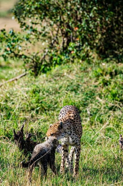 Jaipur: Jhalana leopard safari tour with hotel pickup & drop - English guide and driver: what good explaining can do for your photos