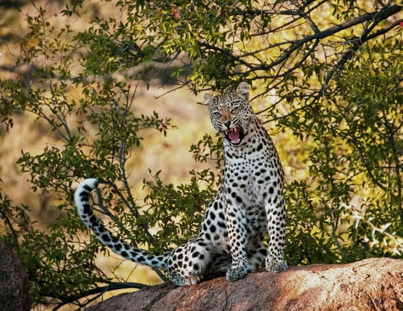 Jaipur: Jhalana leopard safari tour with hotel pickup & drop - Off-road safari rules and what to bring (and not bring)