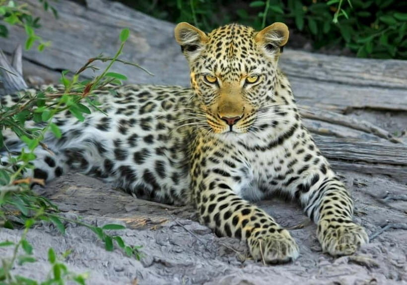 Jaipur: Jhalana leopard safari tour with hotel pickup & drop - Price at about $87 per person: where the value comes from