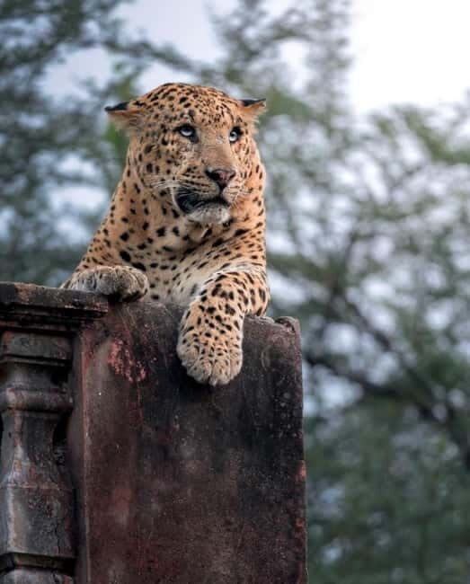 Jaipur: Jhalana leopard safari tour with hotel pickup & drop - Pickup and return in an air-conditioned car: how the day stays efficient