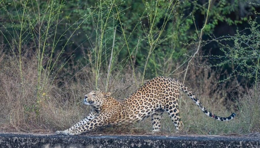 Jaipur: Leopards Safari Tour at Jhalana l Spot Wild Animals - Key things to know before you go