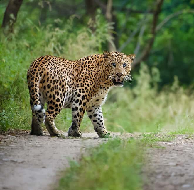Jaipur: Leopards Safari Tour at Jhalana l Spot Wild Animals - Getting from Jaipur into Jhalana’s rolling wild
