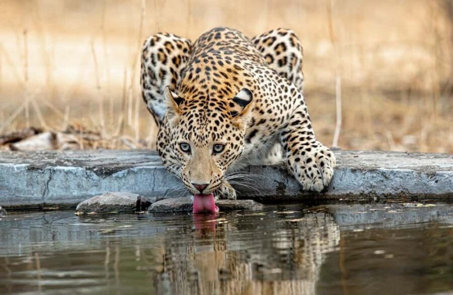 Jaipur: Leopards Safari Tour at Jhalana l Spot Wild Animals - What you’ll see during the 2.5-hour wildlife run
