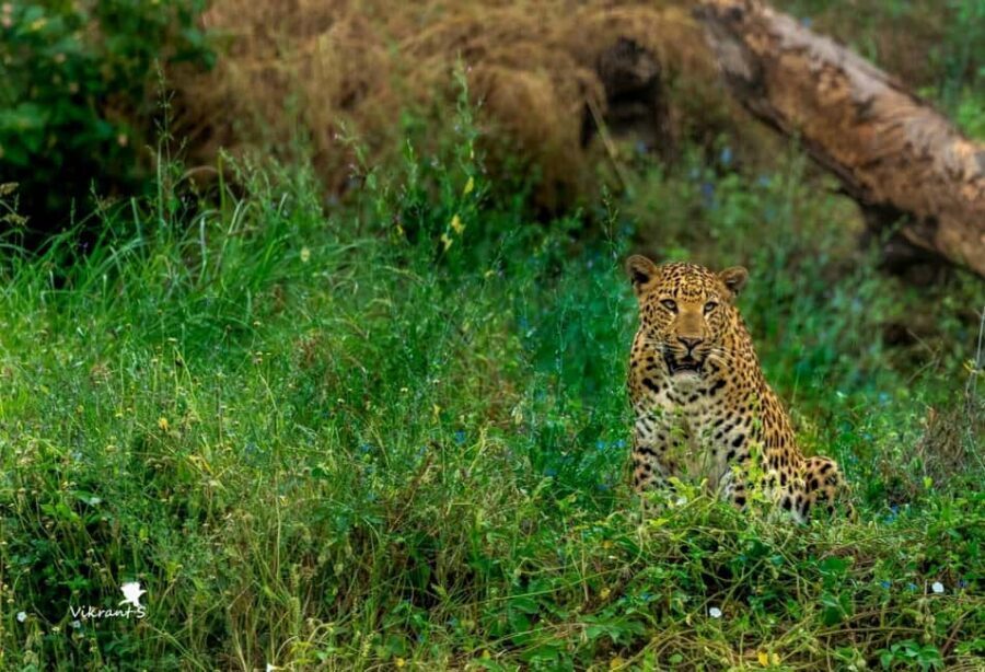 Jaipur: Leopards Safari Tour at Jhalana l Spot Wild Animals - Price and value: what you’re really paying for ($109)