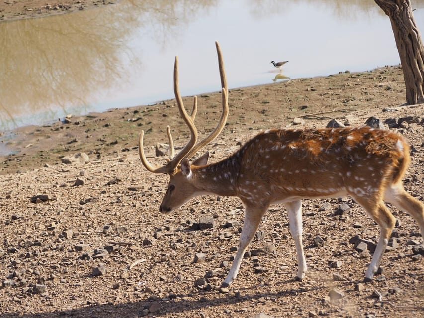 Jaipur: Leopards Safari Tour at Jhalana l Spot Wild Animals - What to bring, plus jeep rules that matter