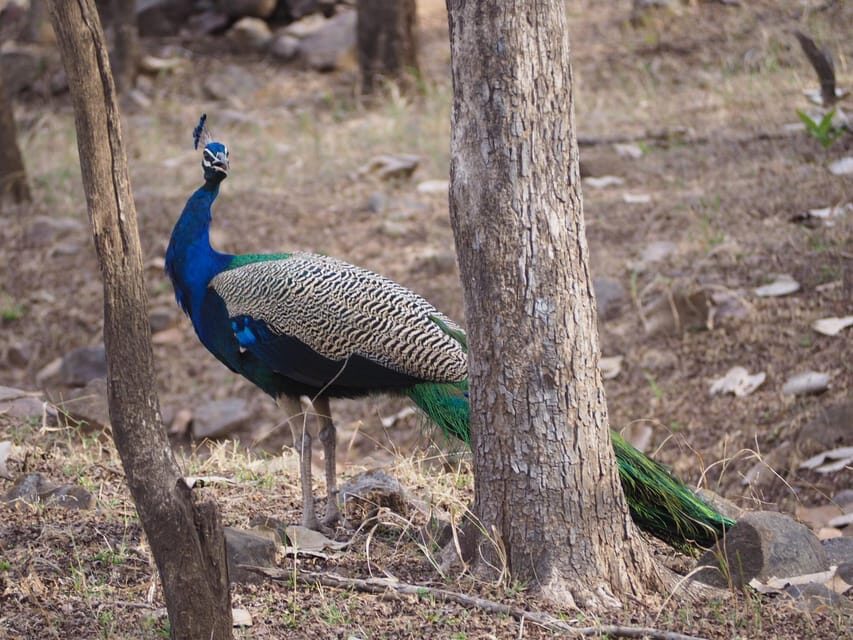 Jaipur: Leopards Safari Tour at Jhalana l Spot Wild Animals - Who this safari fits best (and who should skip it)