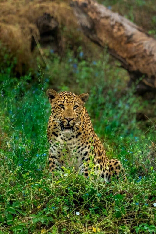 Jaipur: Leopards Safari Tour at Jhalana l Spot Wild Animals - FAQ
