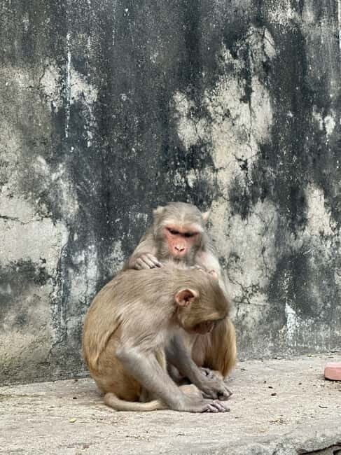 Jaipur: Monkey Temple and Sun Temple Guided Tour - Galta Ji’s sacred walk: temples, kunds, and carved details