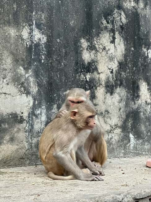 Jaipur: Monkey Temple and Sun Temple Guided Tour - Monkey Temple etiquette: how to watch the troops safely