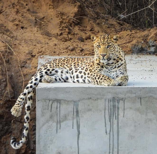 Jaipur: Private Jhalana Leopard Safari Tour - Key things that make this Jaipur leopard safari worth your time