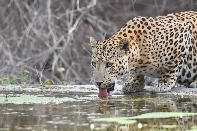 Jaipur: Private Jhalana Leopard Safari Tour - The 2.5-hour private 4x4 safari: what your time looks like