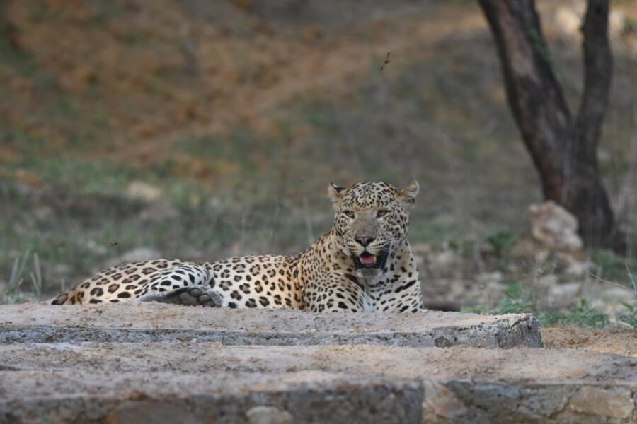 Jaipur: Private Jhalana Leopard Safari Tour - The real biodiversity payoff: birds, reptiles, and rare trees