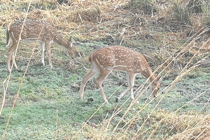 Jaipur Ranthambore Full Day Private Tour - A full-day private run from Jaipur to Ranthambore