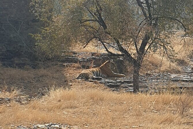 Jaipur Ranthambore Full Day Private Tour - Comfort that matters on a 10–11 hour day
