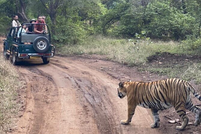 Jaipur Ranthambore Full Day Private Tour - Who should book this Ranthambore day trip