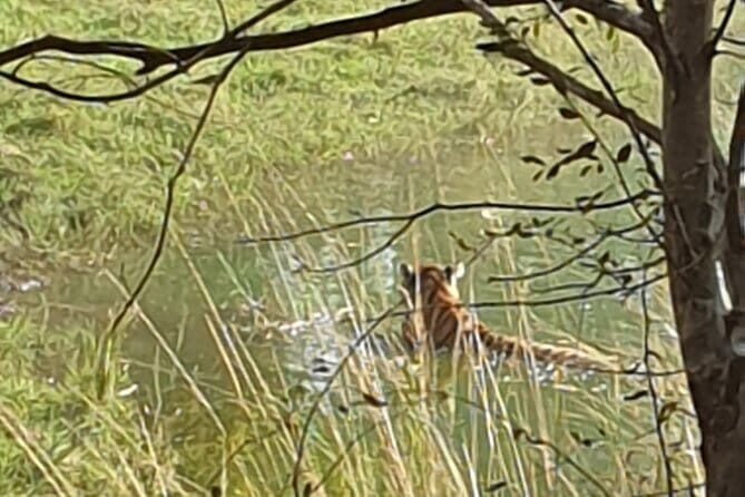 Jaipur Ranthambore Full Day Private Tour - Entering Ranthambore: check-in, ID, and your allocated gypsy