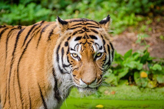 Jaipur Ranthambore Same Day Tour (Ask us on Email before booking) - A private Jaipur-to-Ranthambore day trip that actually feels manageable