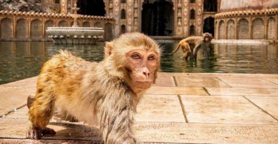 Jaipur sightseeing tour with monkey temple (Galta ji temple) - Key highlights worth planning around