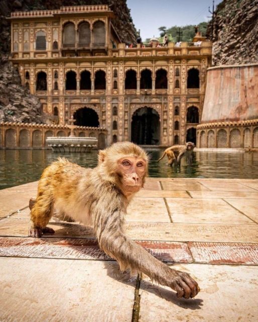 Jaipur sightseeing tour with monkey temple (Galta ji temple) - Private car comfort + certified guide: the real value