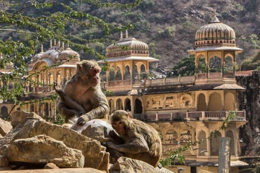 Jaipur sightseeing tour with monkey temple (Galta ji temple) - Hathi Gaon break + photo stops: useful pacing, not filler