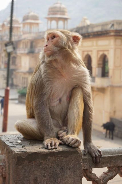 Jaipur sightseeing tour with monkey temple (Galta ji temple) - Hawa Mahal area + shopping time: make it practical, not stressful