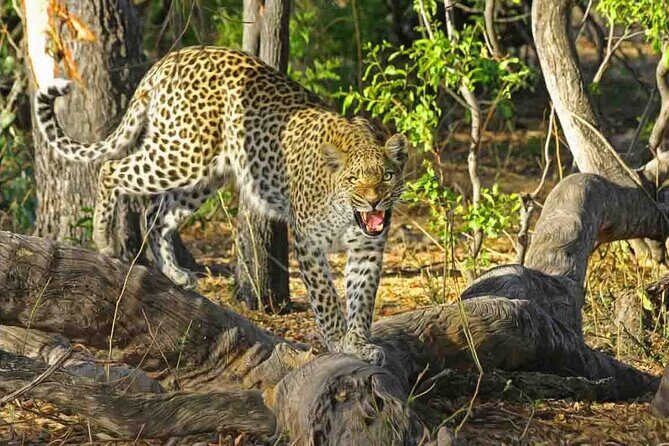 Jaipur to Jhalana Leopard reserve Private Day Trip All Inclusive - Key Highlights You’ll Actually Care About