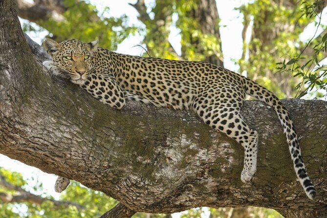 Jaipur to Jhalana Leopard reserve Private Day Trip All Inclusive - Jaipur Pickup to Jhalana: How the Short Drive Works