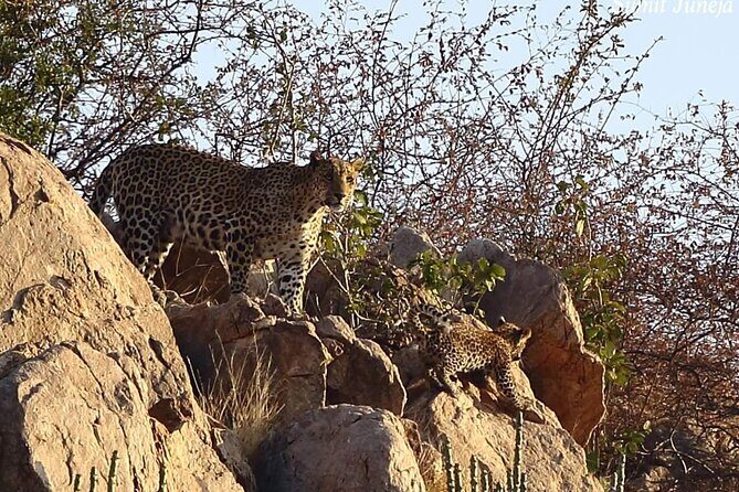 Jaipur to Jhalana Leopard reserve Private Day Trip All Inclusive - Entering Jhalana Leopard Reserve via Private Gypsy