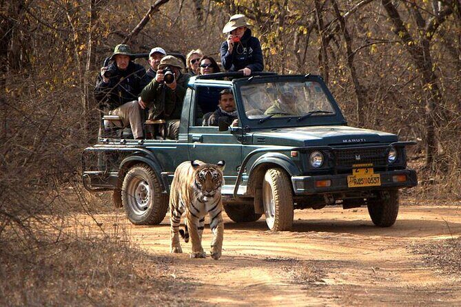 Jaipur to Ranthambore National Park Private One Day Trip - Jaipur to Ranthambore: The 12-hour rhythm you’ll feel