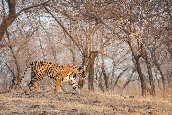 Jaipur to Ranthambore National Park Private One Day Trip - Ranthambore entry setup: identification, gypsy assignment, then forest time