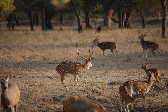 Jaipur to Ranthambore National Park Private One Day Trip - Private air-conditioned car: comfort on the 200 km run