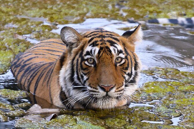 Jaipur to Ranthambore Same Day Tiger Safari - Key things to know before you go