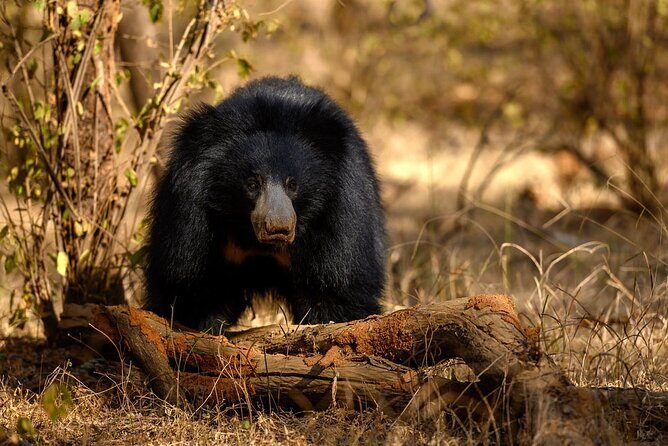 Jaipur to Ranthambore Same Day Tiger Safari - The morning in Jaipur: pickup, timing, and setting up your safari mindset