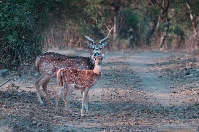 Jaipur to Ranthambore Same Day Tiger Safari - The Canter safari: the riding style and why it fits this day trip