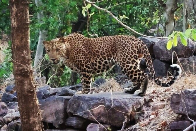 Jaipur to Ranthambore Same Day Tiger Safari - Spotting wildlife like you mean it: how to watch during the safari