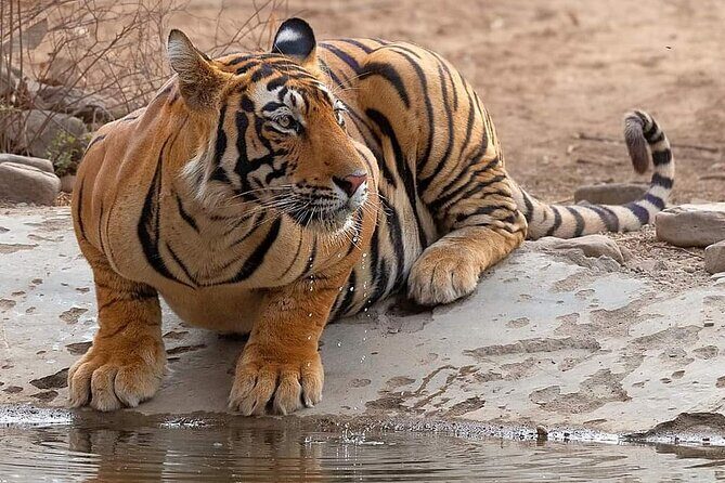 Jaipur to Ranthambore Same Day Tiger Safari - The drive back to Jaipur: fatigue, vibes, and finishing strong