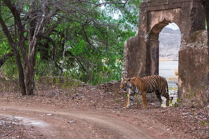 Jaipur to Ranthambore Same Day Tiger Safari - What you’re paying for: value of $110 and where the costs sit
