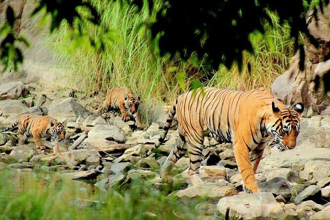 Jaipur to Ranthambore Same Day Tiger Safari - Who this tour suits best