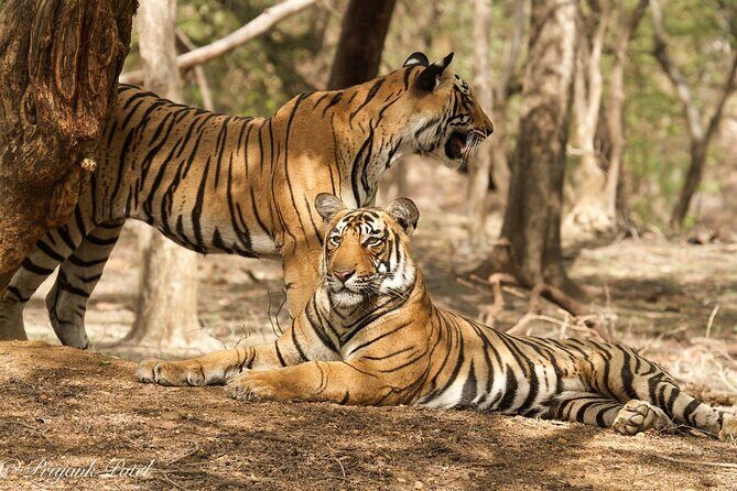 Jaipur to Ranthambore Same Day Tiger Safari - Arrival at Ranthambore around 12:30: check-in and what to expect