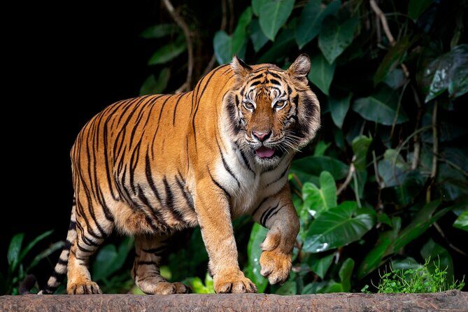 Jaipur to Ranthambore Tiger reserve Safari Day trip All Inclusive - The Jaipur-to-Ranthambore schedule: why it feels doable