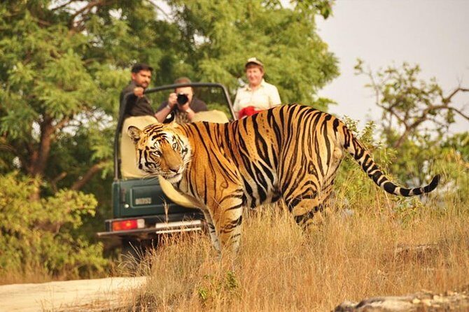 Jaipur to Ranthambore Tiger reserve Safari Day trip All Inclusive - Your best day-trip strategy (so you don’t feel rushed)