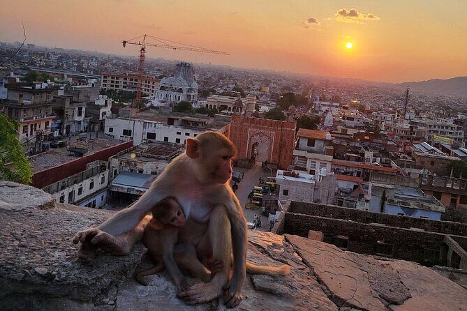Jaipur Tuk Tuk Sightseeing Tour with Monkey Temple Sunset View - Amer: the fort-and-palace payoff