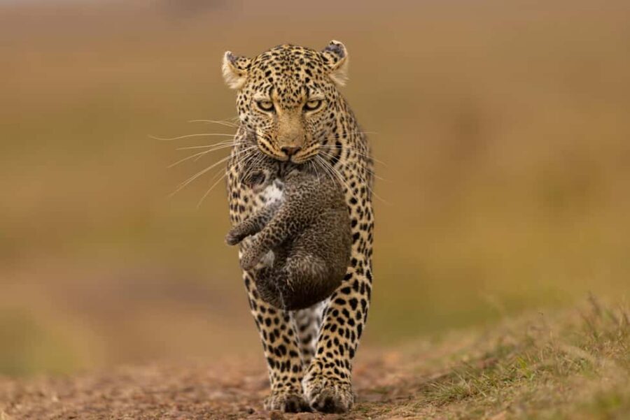 Jhalana Leopard Safari Jaipur – Sunrise & Sunset Jeep Safari - Jhalana Leopard Safari Jaipur: what the reserve is really like