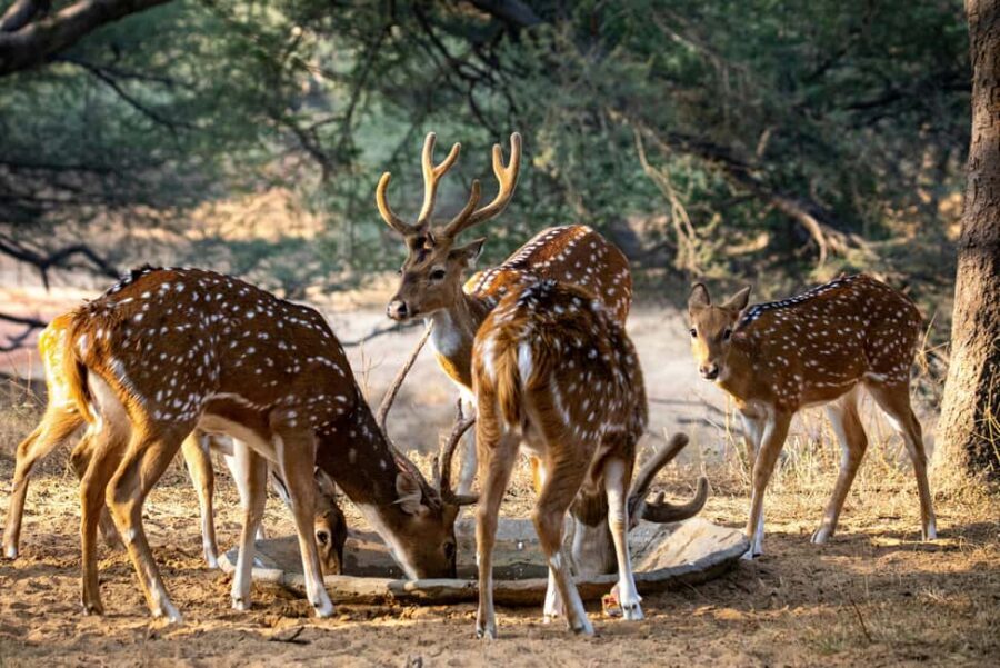Jhalana Leopard Safari Jaipur – Sunrise & Sunset Jeep Safari - The guide makes (or breaks) the value