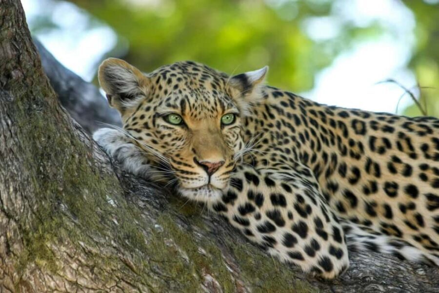 Jhalana Leopard Safari Jaipur – Sunrise & Sunset Jeep Safari - What animals and birds you can realistically hope for